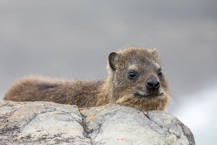 Tsitsikamma National Park Dassie