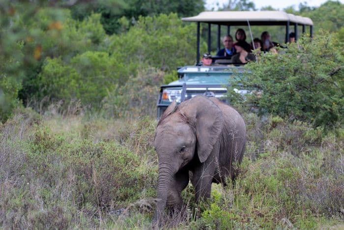 Amakhala Game Reserve