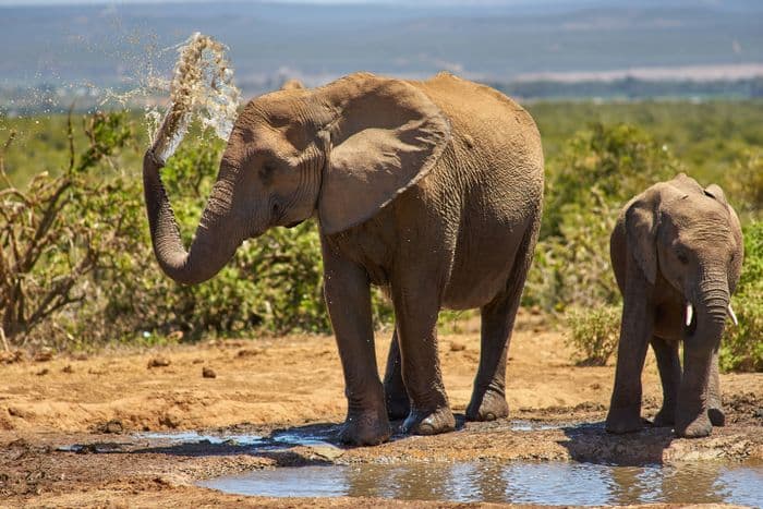 addo elephant national park elephants