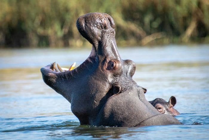 divundu hippo