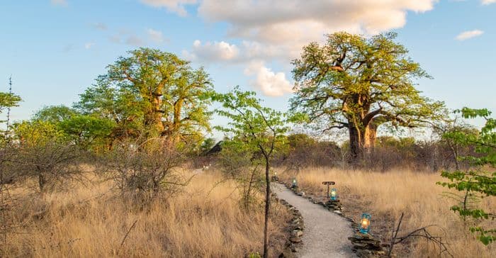 Planet Baobab Gweta