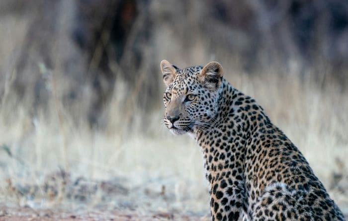 etosha leopard