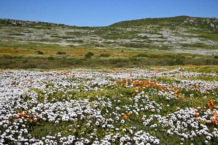 West Coast National Park South Africa