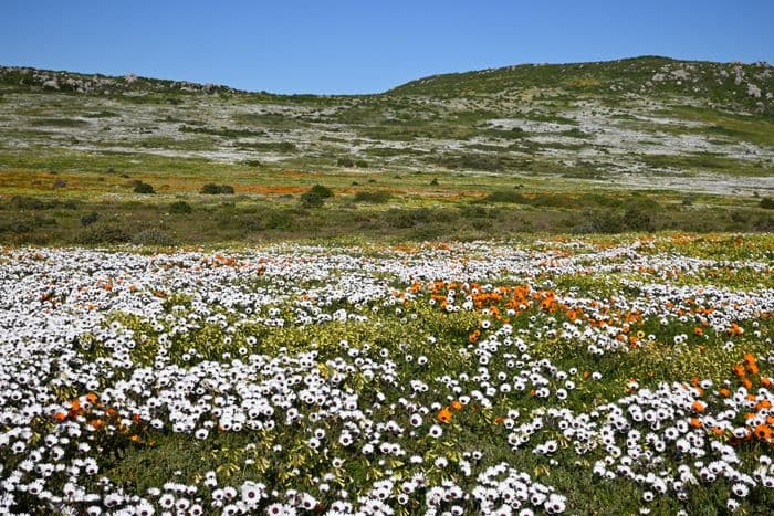 West Coast National Park South Africa