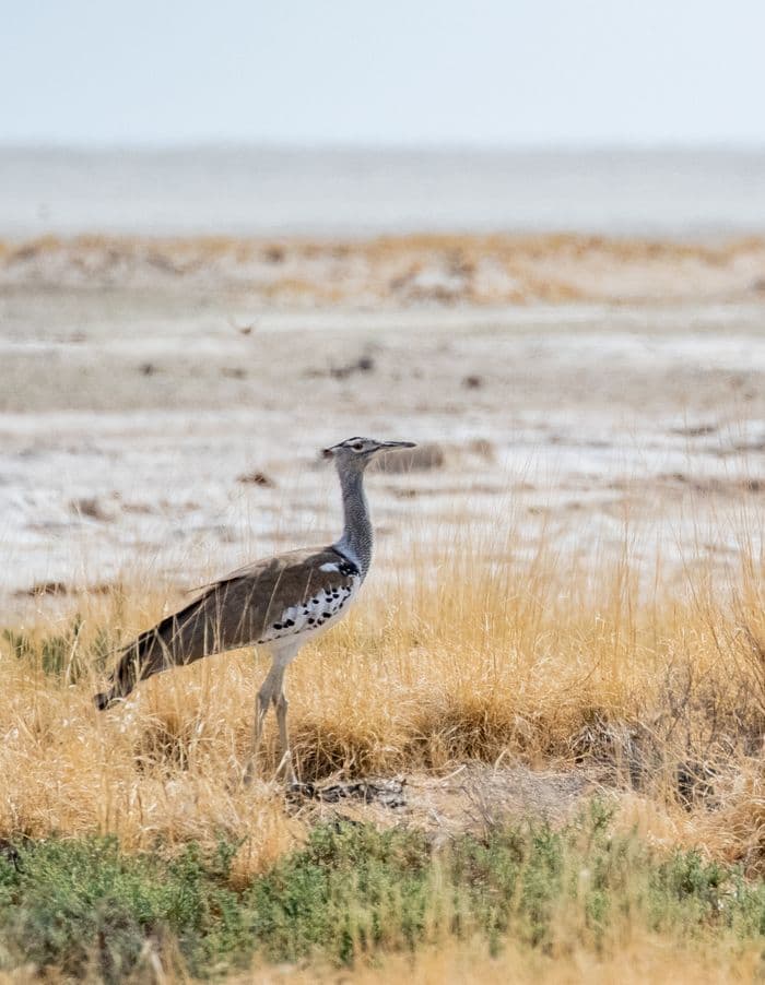 Etosha National Park Namibia