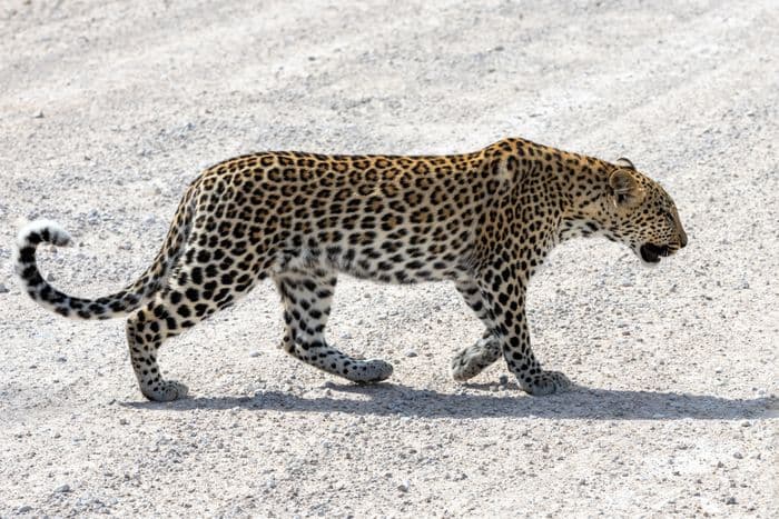 Onguma Etosha Gamedrive