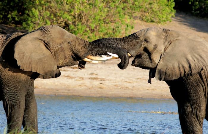 Chobe River Elephants