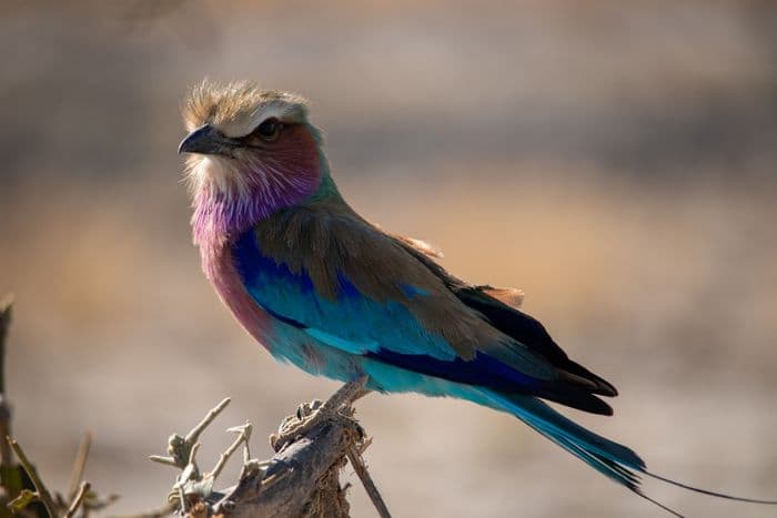 Chobe National Park
