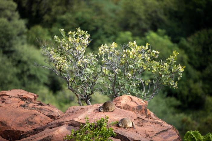 Waterberg Plateau National Park Namibia