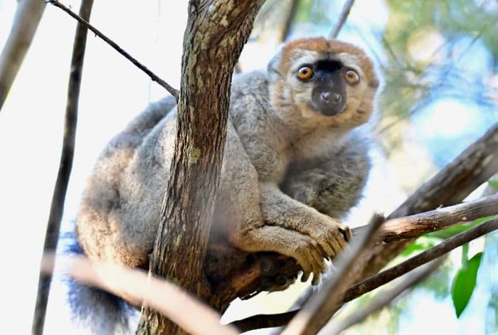 xmad 85081 madagascar lemur kirindy forest