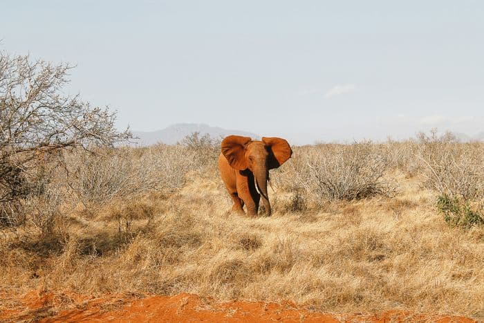 tsavo west safari red elephant