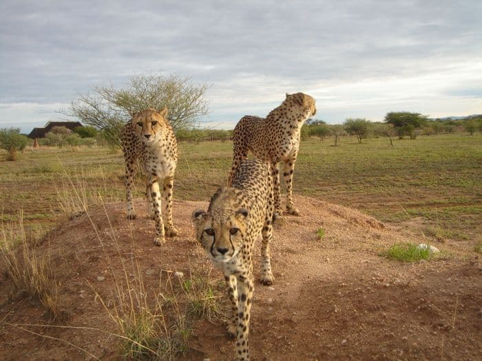 cheetah conservation fund close up