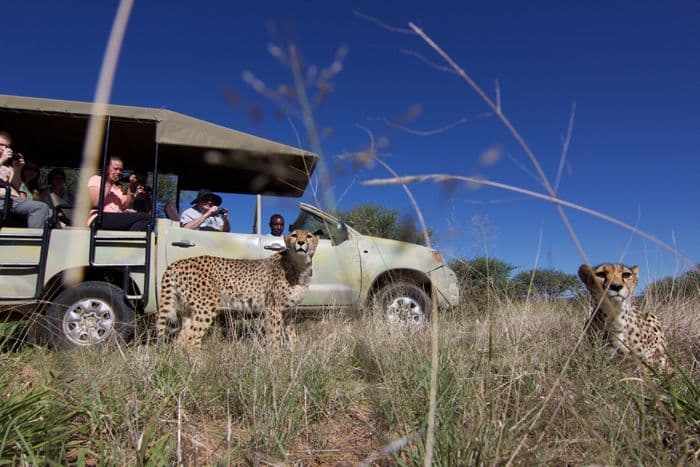Cheetah Conservation Fund Cheetah game drive