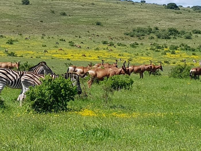 Addo Elephant National Park