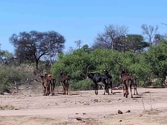 Sable antelope