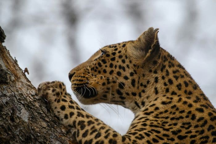 leopard chobe national park