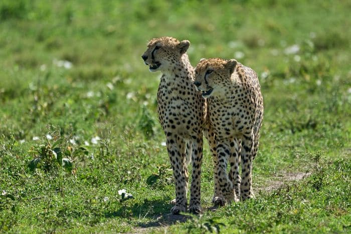 Cheetah Ngorongoro Tanzania