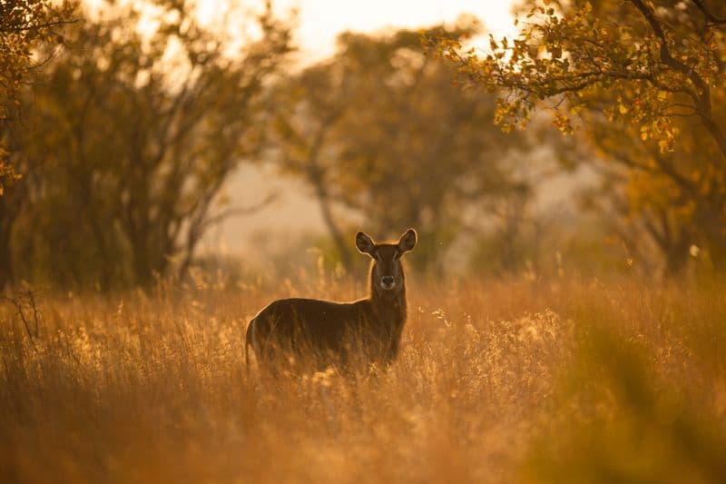 Waterbuck sunset