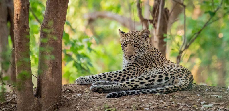 General Botswana General Wildlife Leopard